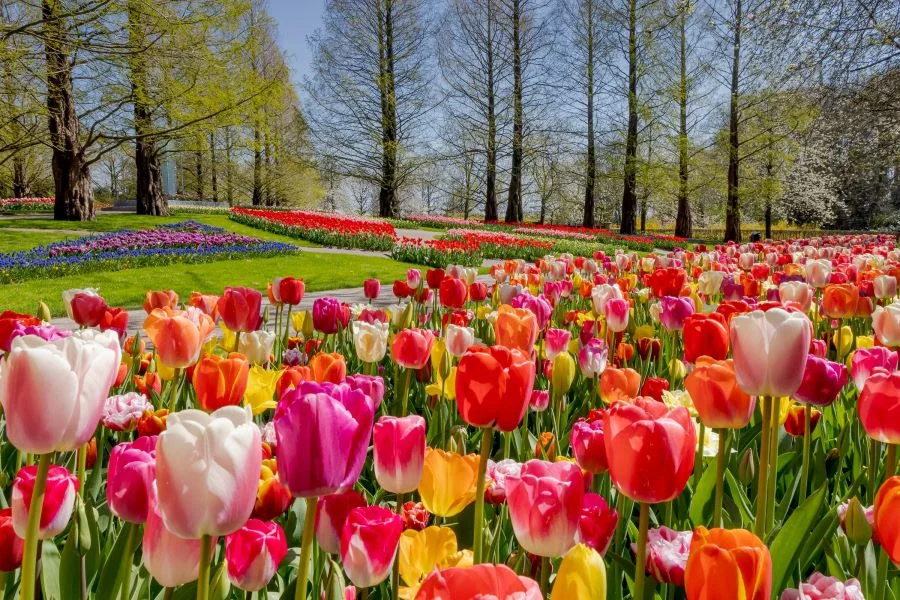 Hoa tulip ở Hà Lan nở vào tháng mấy?
