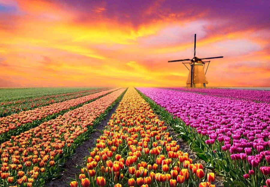 Chiêm ngưỡng hoa tulip đẹp ở Noordwijkerhout