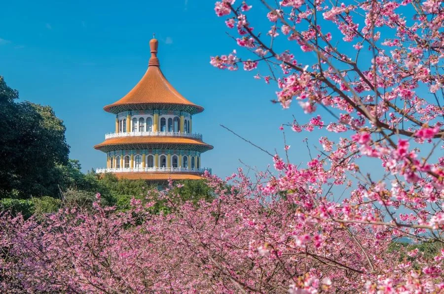 Sắc hồng lãng mạn của những đóa anh đào nở rộ vào mùa xuân