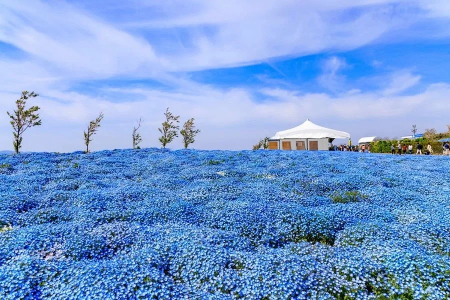 Khung cảnh ngập tràn sắc xanh mỗi khi mùa hoa Nemophila đến