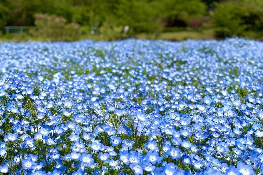 Công viên Musashi Kyuryo có khoảng 100.000 bông hoa Nemophila nở rộ, trải khắp các lối đi