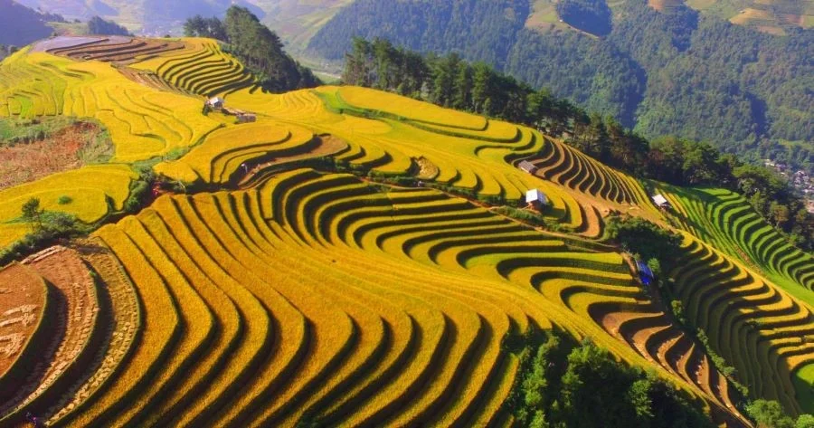 Săn mùa lúa chín ở Sapa mùa lúa chín vàng ươm