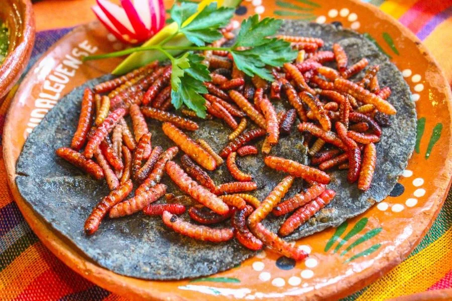Chinicuiles - một trong những món ngon-độc-lạ nhất trong ẩm thực Mexico