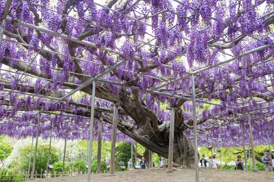 Công viên Ashikaga - một trong những địa điểm ngắm hoa tử đằng đẹp nhất Nhật Bản vào mùa hè