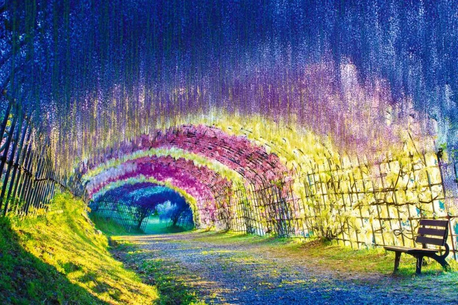 Khung cảnh đường hầm hoa tử đằng nở rộ tuyệt đẹp tại Kawachi khiến những người tới thưởng hoa phải ngẩn ngơ