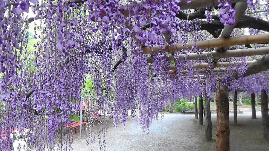 Vườn hoa tử đằng Ushijima no Fuji ở Kasukabe, Saitama cũng là tọa độ lý tưởng để du khách chiêm ngưỡng vẻ đẹp của mùa hoa tử đằng 