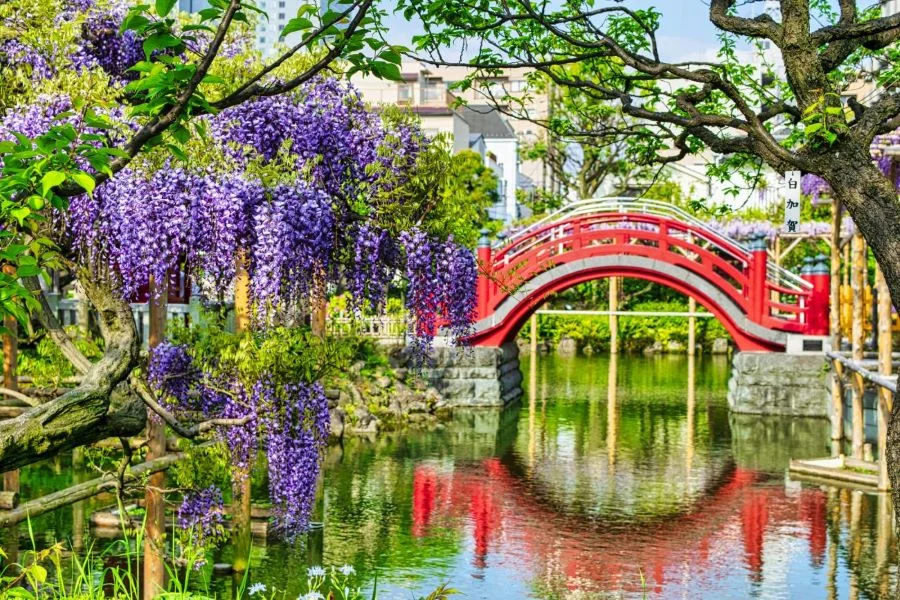 Đền Kameido Tenjin ở Tokyo - một trong những địa điểm ngắm hoa tử đằng “vạn người mê” tại Nhật Bản 