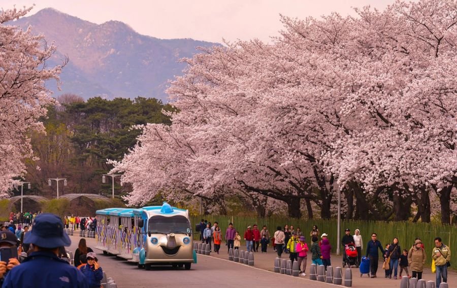 Yeouido là một trong những con đường hoa nổi tiếng nhất tại Hàn Quốc