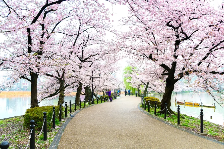 Cái tên tiếp theo trong danh sách những địa điểm du lịch Tokyo Nhật Bản nổi tiếng đó chính là Công viên Ueno