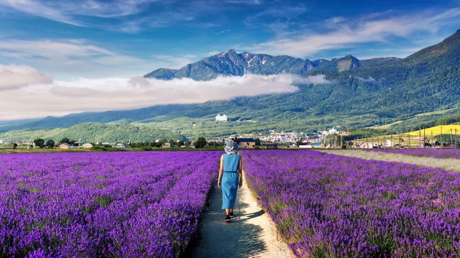 Vườn hoa Furano - điểm đến du lịch Nhật Bản mùa hè đẹp mê mẩn lòng người 
