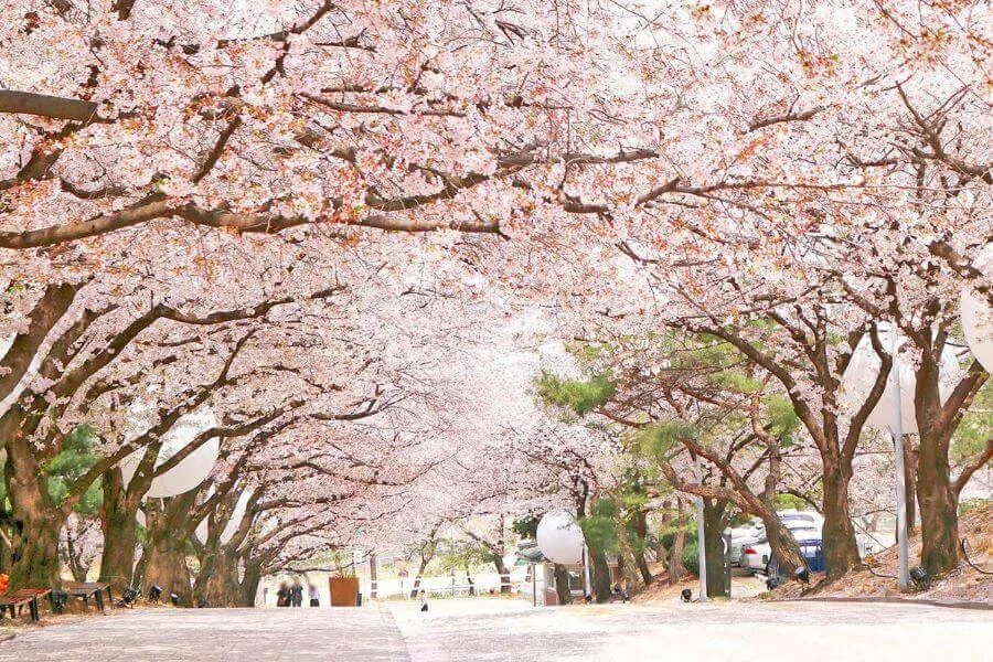 Công viên Yeouido là điểm đến ngắm hoa anh đào nổi tiếng và được yêu thích nhất mà bạn không nên bỏ qua khi đi tour Hàn Quốc