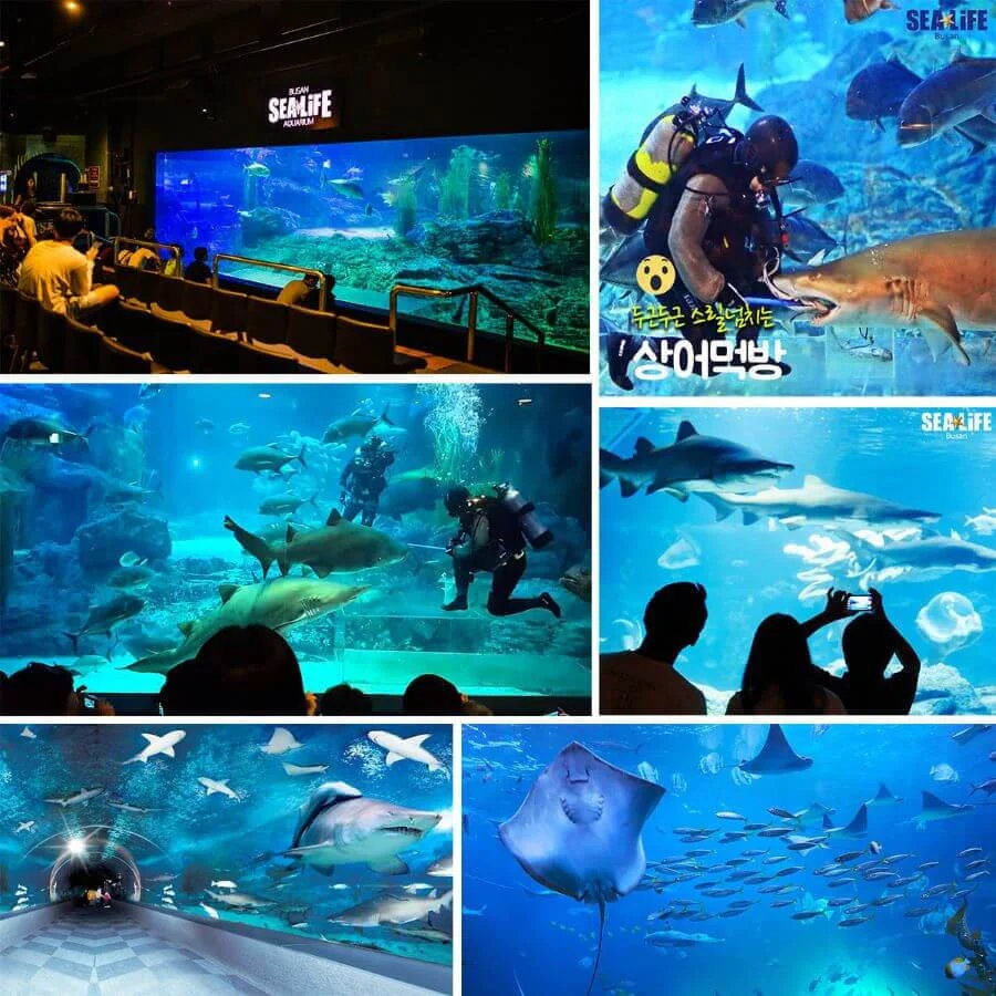 Viện hải dương Busan Aquarium là điểm đến không thể bỏ lỡ trong chuyến du lịch Busan 24 giờ của bạn