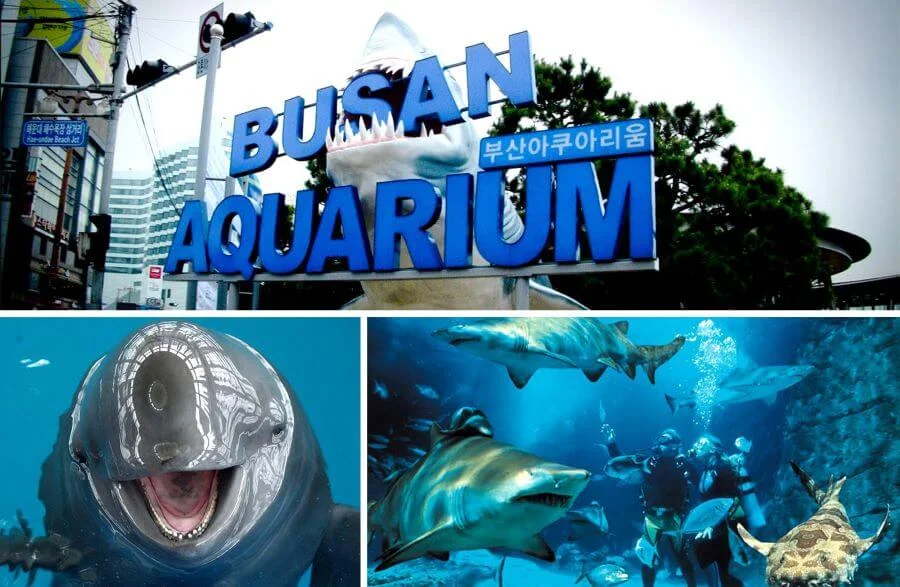  Với hơn 35.000 sinh vật biển đến từ khắp nơi trên thế giới, Busan Aquarium hứa hẹn sẽ mang đến cho bạn những trải nghiệm thú vị