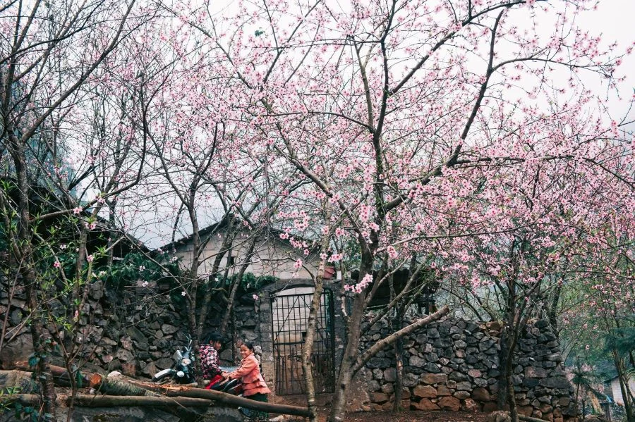 Say đắm trước vẻ đẹp yên bình tại Hà Giang khi xuân về
