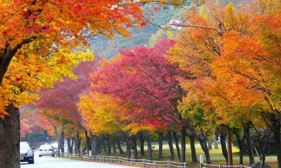 Seoul mùa thu khoác lên mình một vẻ trầm mặc và sâu lắng khó tả