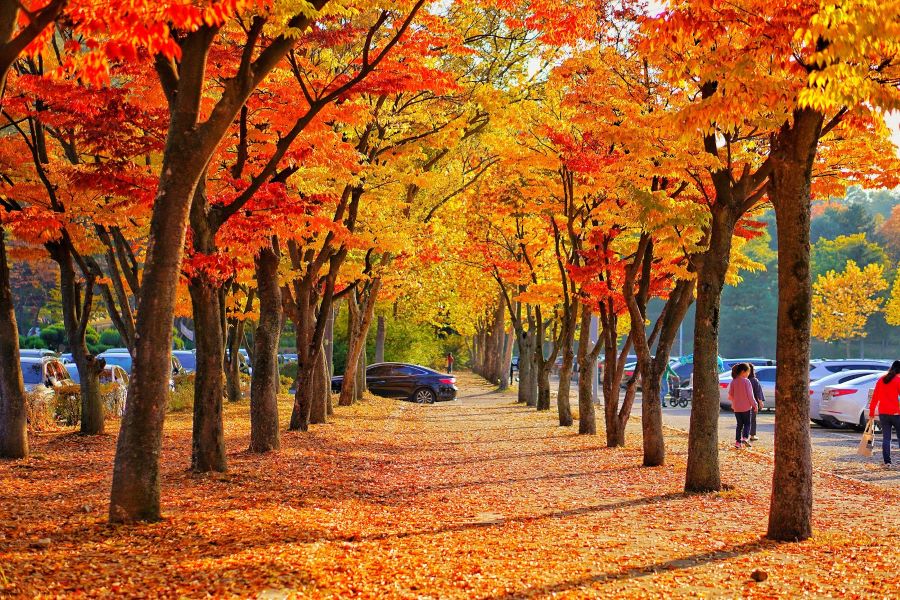 Đại lộ Hyeonchungsa - một trong những con đường ngân hạnh đẹp nhất xứ Hàn