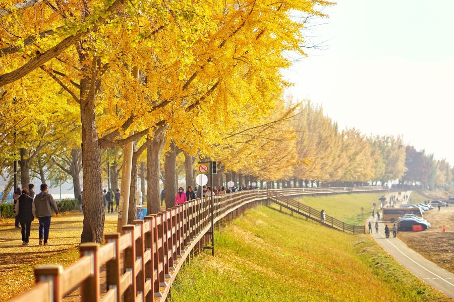Những hàng ngân hạnh Hyeonchoongsa lá vàng rực rỡ trải dài thẳng tắp cực đẹp