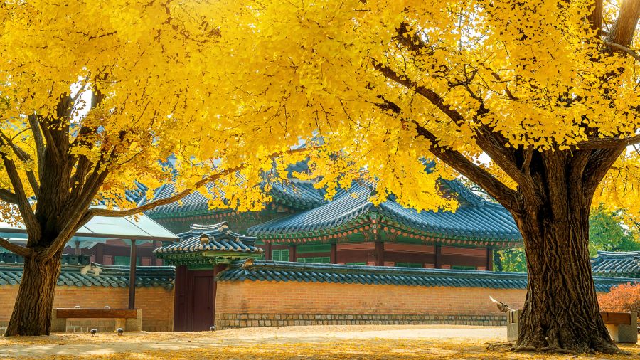 Cung điện Gyeongbokgung - điểm đến lý tưởng để chiêm ngưỡng vẻ đẹp mùa thu Hàn Quốc
