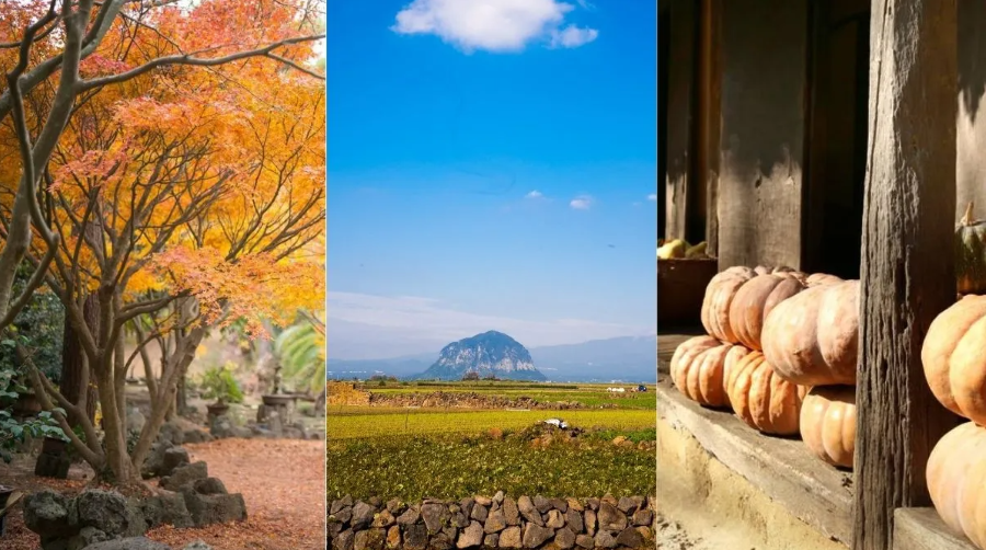 Đảo Jeju - địa điểm du lịch Hàn Quốc mùa thu đẹp mê mẩn lòng người