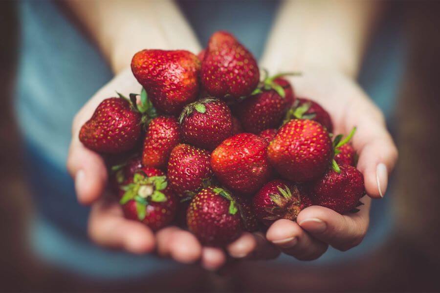 Lễ hội thu hoạch dâu Yangpyeong là một trải nghiệm thú vị không thể bỏ qua khi du lịch Hàn Quốc vào tháng 2