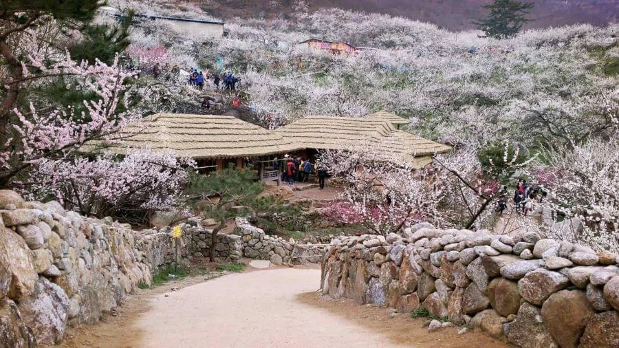 Lễ hội hoa mơ ở Gwangyang, Jeollanam là một trong những sự kiện được mong đợi nhất tại Hàn Quốc