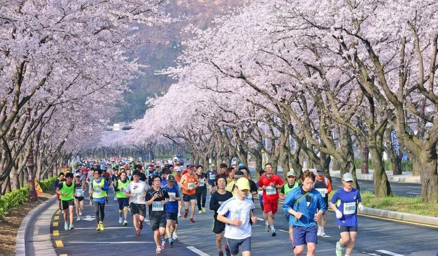 Việc tổ chức marathon vào mùa xuân tại Hàn Quốc mang đến một trải nghiệm chạy bộ vô cùng thú vị