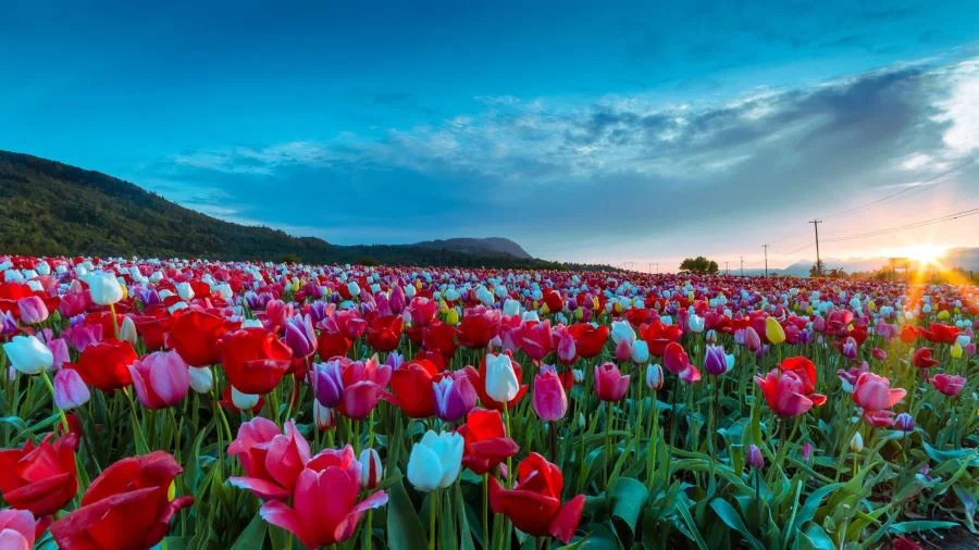 Một lễ hội rực rỡ khác dành riêng cho vẻ đẹp của hoa tulip trong mùa xuân chính là Lễ hội hoa tulip tại Everland