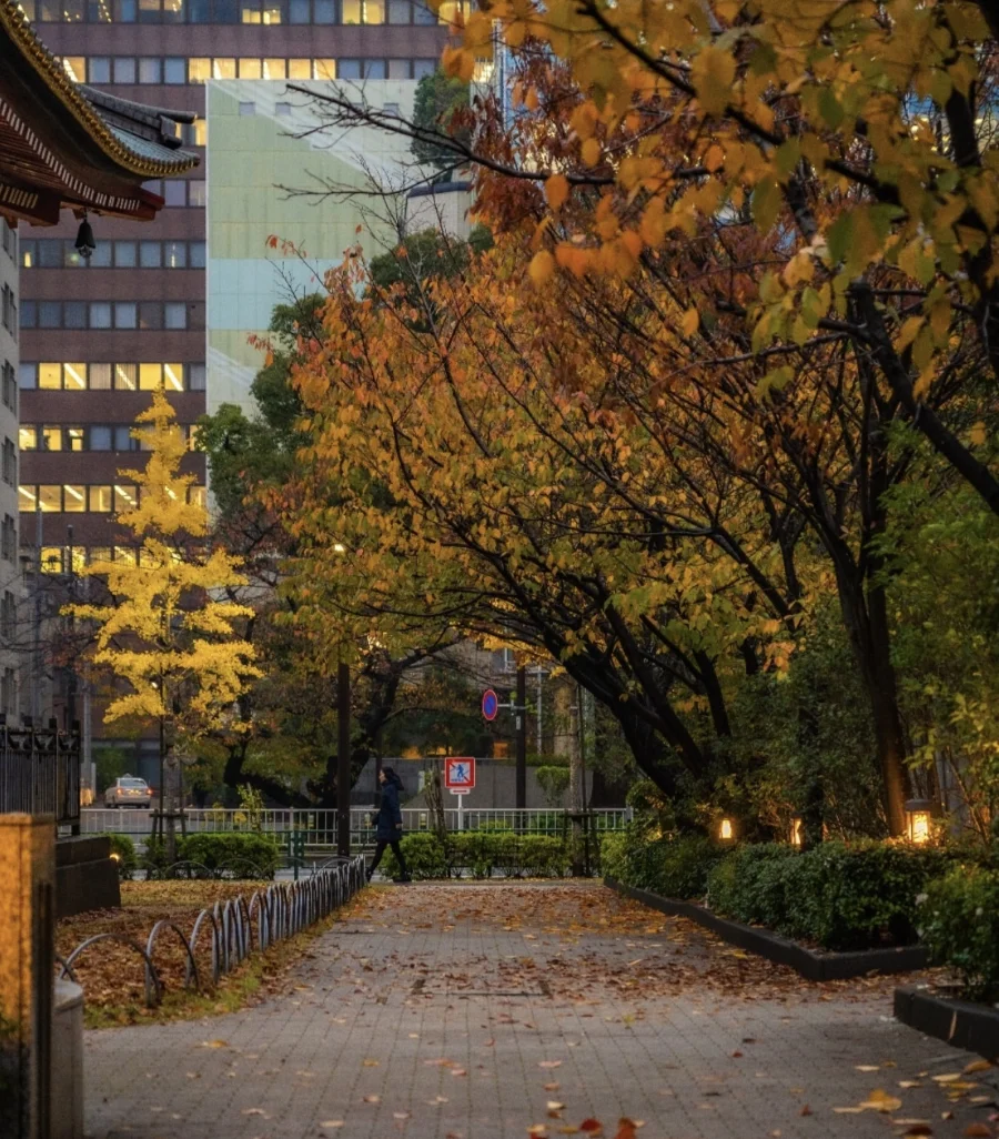 Ngôi trường như khoác lên mình chiếc áo mới với những gam màu rực rỡ của mùa thu Hokkaido