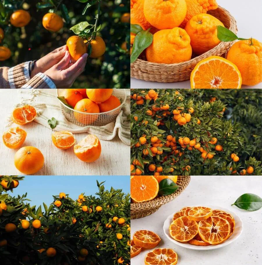 Quýt là một trong những loại trái cây đặc trưng và nổi tiếng nhất của Jeju vào mùa xuân
