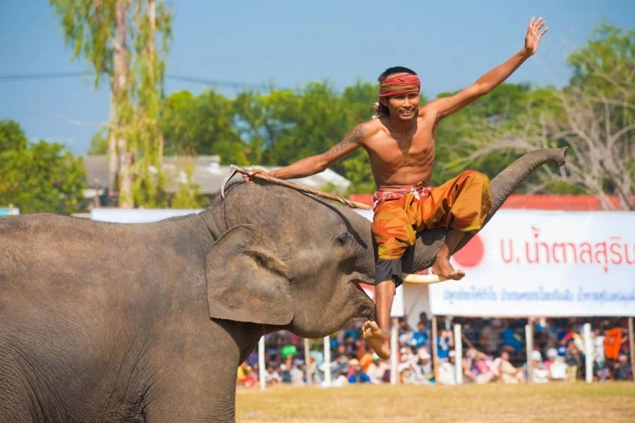 Khám phá Lễ hội voi Surin tại mùa thu Thái Lan