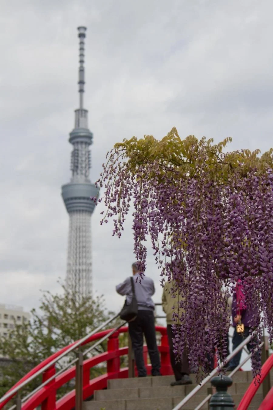 Kameido Tenjin là nơi mà người dân xứ Nhật tới cầu nguyện về may mắn trong việc học hành và thi cử