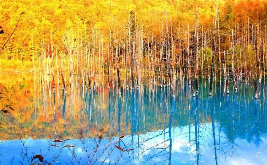 Vẻ đẹp tĩnh lặng của hồ Hồ Blue Pond tại thị trấn Biei, Hokkaido