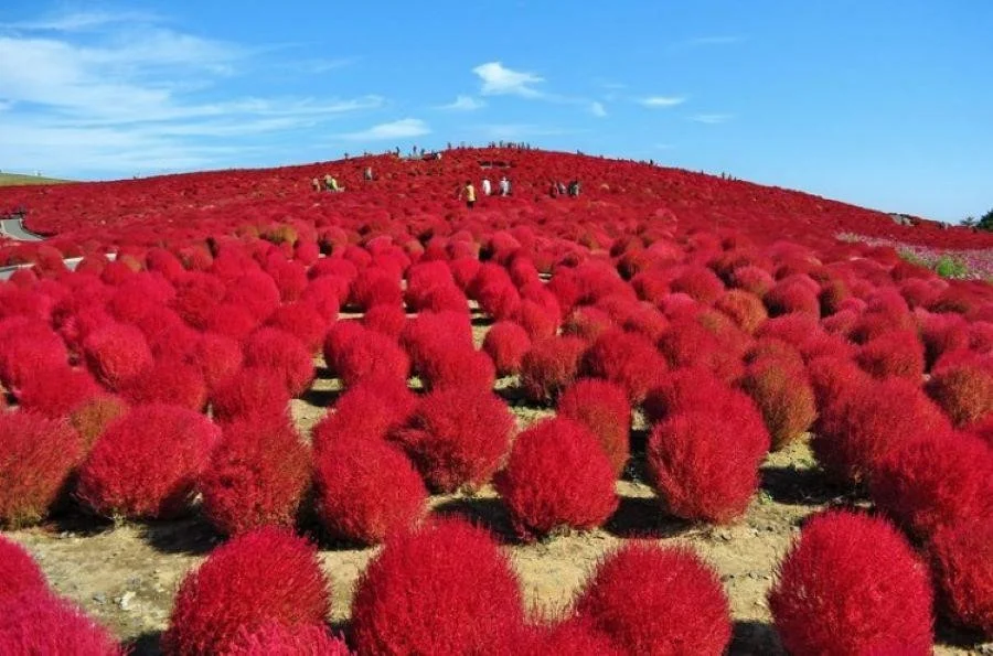 Giữa tháng 10 cũng là thời gian cỏ Kochia đã nhuộm đỏ thắm mặt đồi Miharashi.
