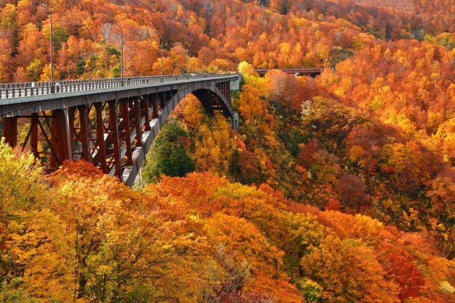 Lá đỏ mùa thu tại Aomori tại Nhật Bản