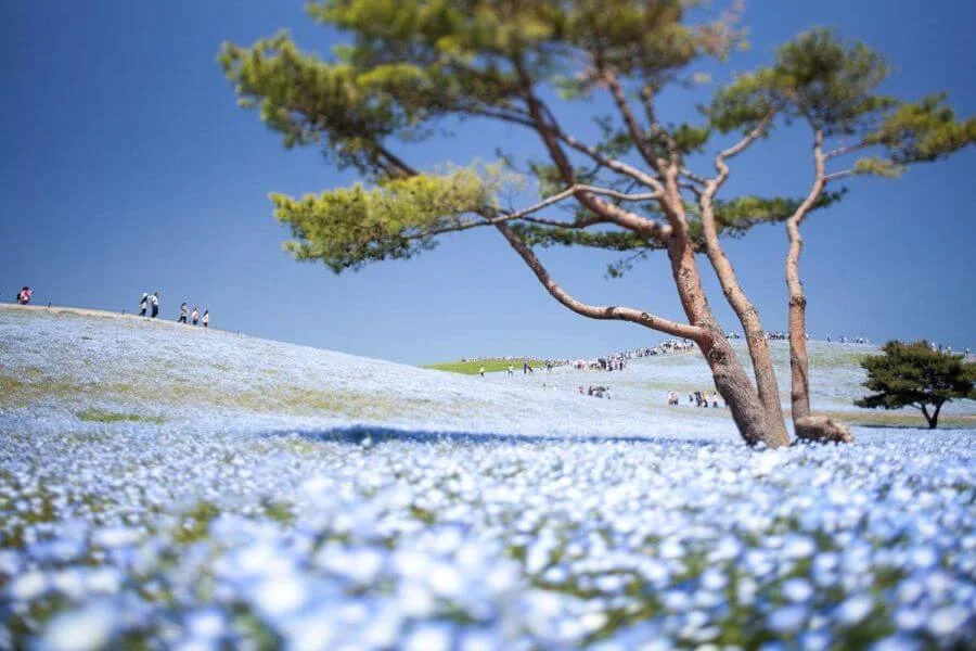 Nemophila là loài hoa nhỏ nhắn với những cánh hoa màu xanh lam trong trẻo, điểm xuyết những chấm trắng tinh khôi