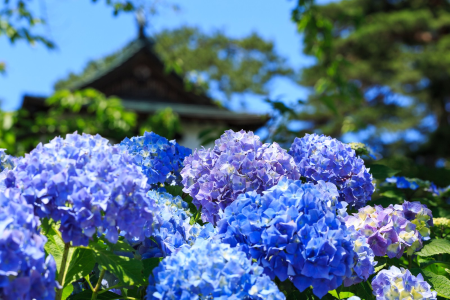 Lễ hội hoa cẩm tú cầu Bunkyo ở Tokyo là một điểm đến lý tưởng dành cho bạn