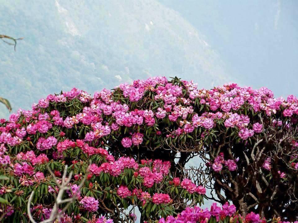 Du lịch Sapa chiêm ngưỡng hoa đỗ quyên rở rộ