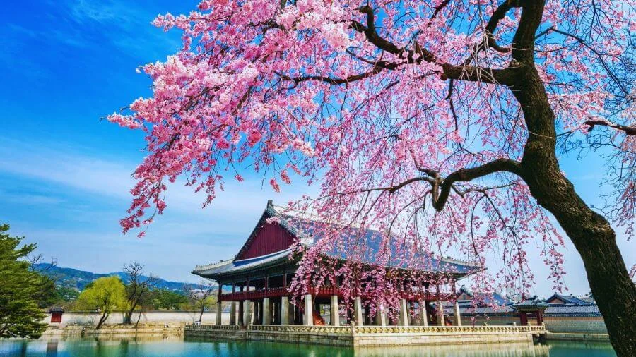 Sự kết hợp giữa kiến trúc cổ kính tráng lệ và vẻ đẹp dịu dàng của hoa anh đào tạo nên một khung cảnh vô cùng đặc biệt và quyến rũ