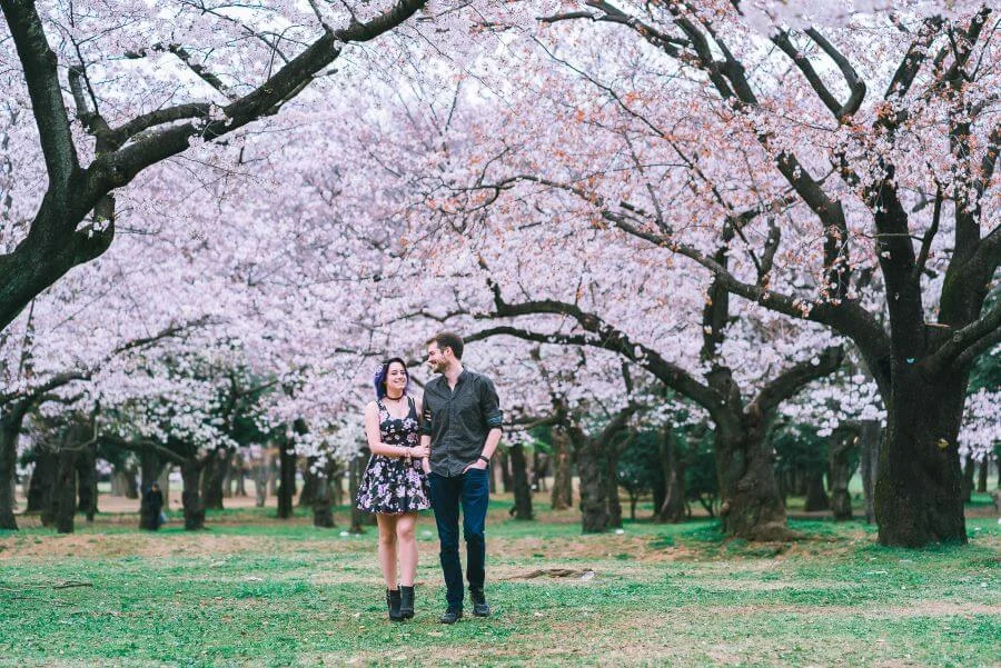 Công viên Yoyogi là một điểm đến tuyệt vời để trải nghiệm vẻ đẹp của hoa anh đào vào mùa xuân