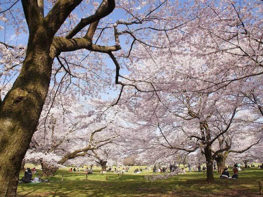 Một trong những điểm thu hút của công viên Yoyogi là không gian rộng lớn và ngập tràn sắc hồng của những cánh hoa anh đào mùa xuân