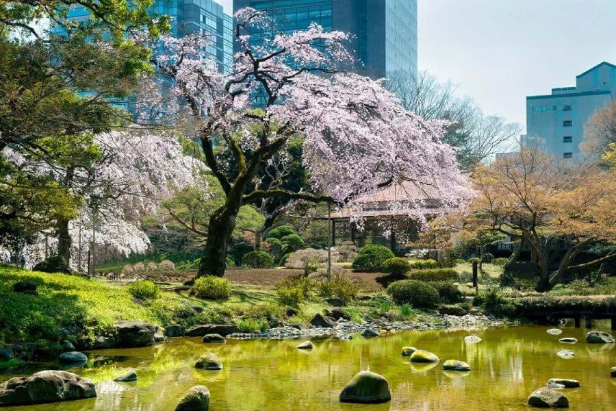 Vườn Koishikawa Korakuen là một điểm đến tuyệt vời để ngắm hoa anh đào vào mùa xuân tại Nhật Bản