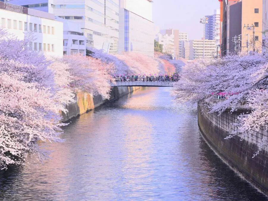 Sông Meguro là một trong những địa điểm ngắm hoa anh đào đẹp và nổi tiếng nhất Tokyo