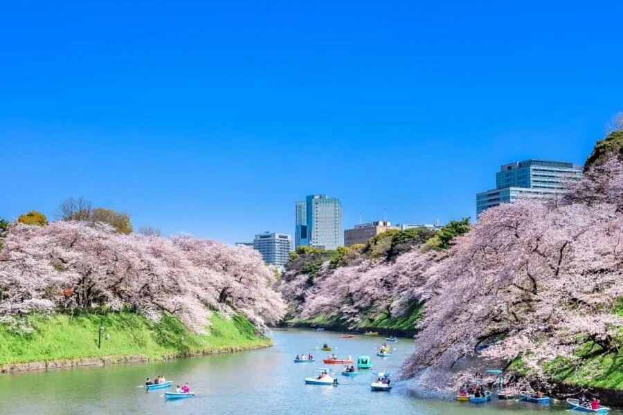 Vào mùa hoa anh đào, Chidorigafuchi khoác lên mình một tấm áo màu hồng nhạt tuyệt đẹp