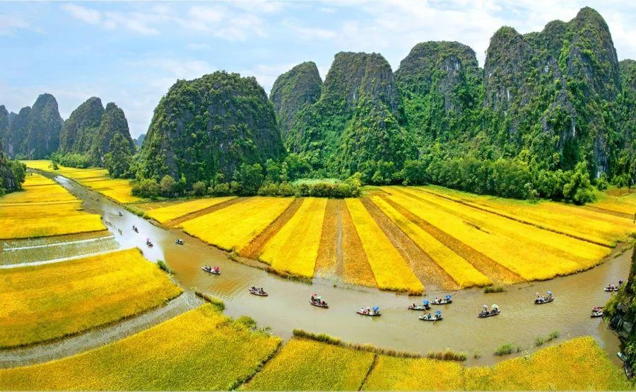 Khung cảnh vàng ươm của những thửa ruộng tại Tràng An