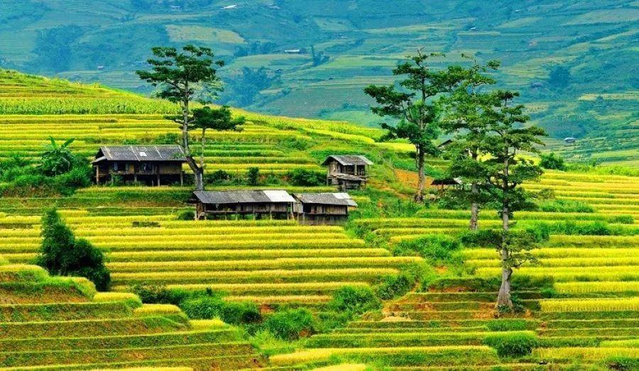 Mù Cang Chải ngập trong sắc vàng mỗi mùa lúa chín