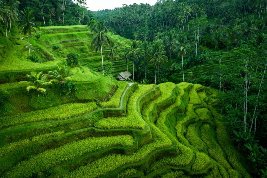 Những thửa ruộng bậc thang Tegalalang hiện lên giữa không gian như những dải lụa uốn lượn mượt mà