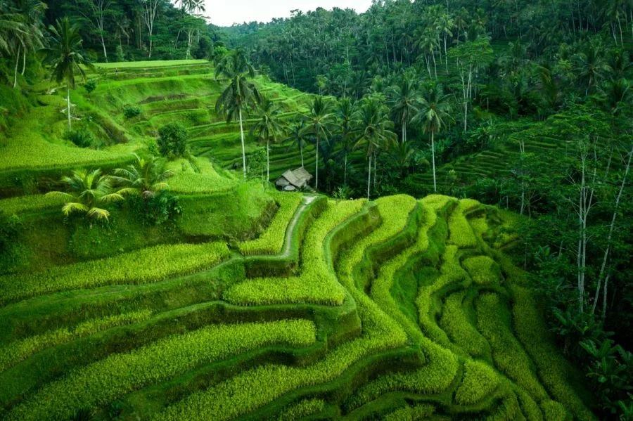 Những thửa ruộng bậc thang Tegalalang hiện lên giữa không gian như những dải lụa uốn lượn mượt mà 