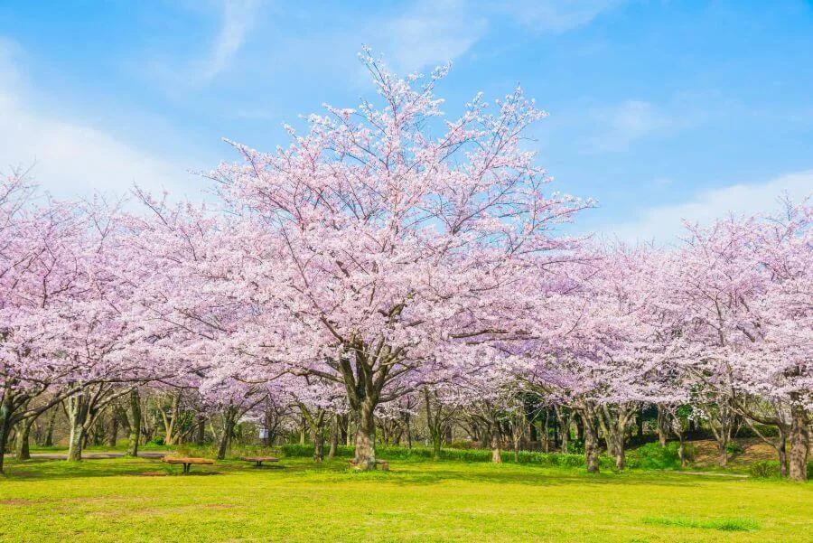 Bạn có thể thoải mái dạo chơi, tìm cho mình một góc yên tĩnh để thư giãn dưới những tán cây anh đào rợp bóng mát