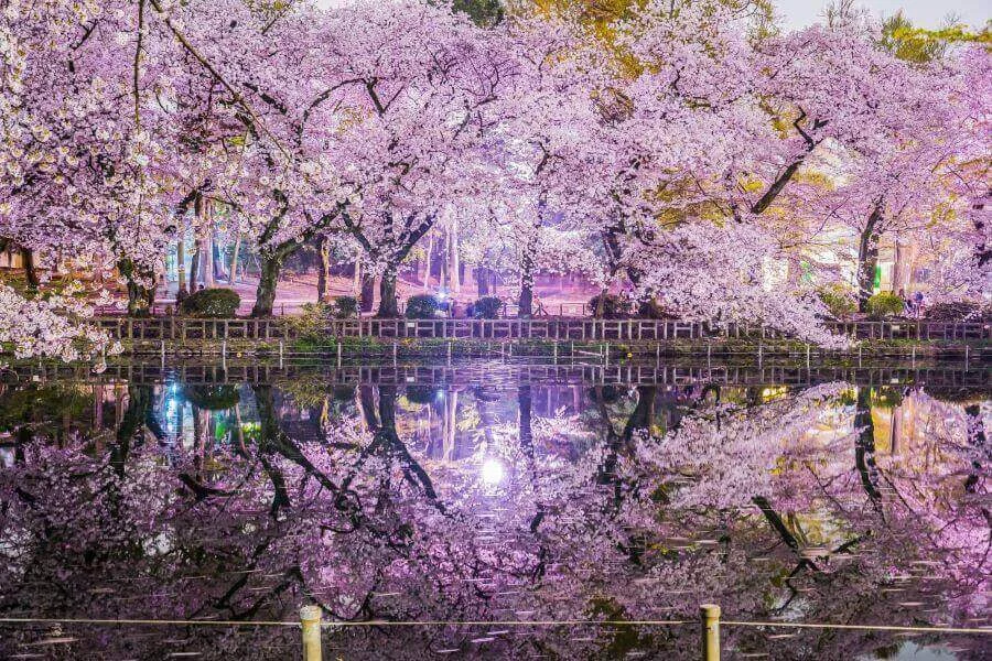 Công viên Inokashira là một điểm đến lý tưởng để trốn khỏi sự ồn ào của thành phố