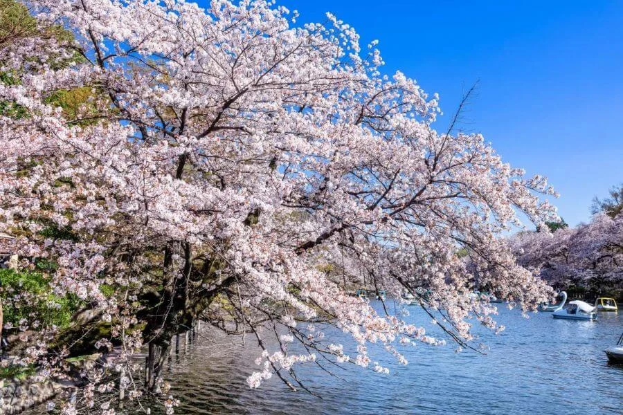 Điểm nhấn của công viên Inokashira chính là hồ nước trung tâm rộng lớn, được bao quanh bởi hàng trăm cây anh đào nở rộ vào mùa xuân